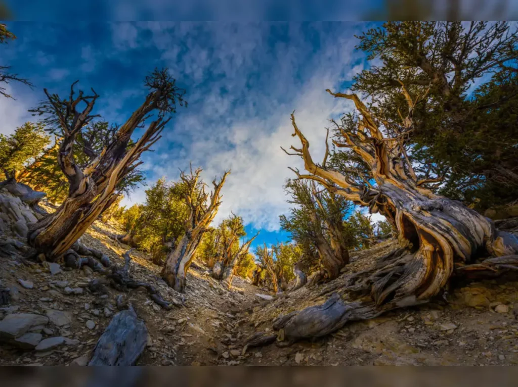 Bristlecone Pine Forest